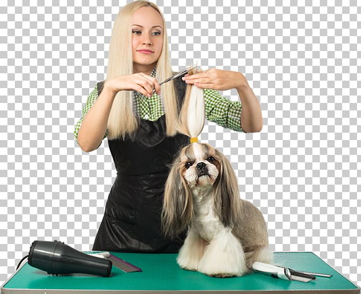 Dog Grooming Cat Pet Web Template System PNG, Clipart, Animals, Blog, Cat, Cute, Dog Free PNG Download