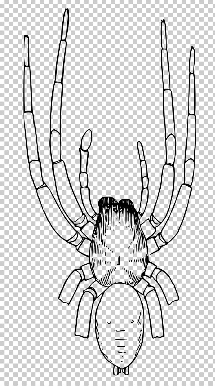 Gynandromorphism Pedipalp Female Organism PNG, Clipart, Area, Arm, Artwork, Black And White, Drawing Free PNG Download