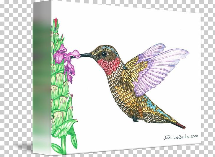 Hummingbird M Beak Wing Feather PNG, Clipart, Animal, Animals, Beak, Bird, Fauna Free PNG Download