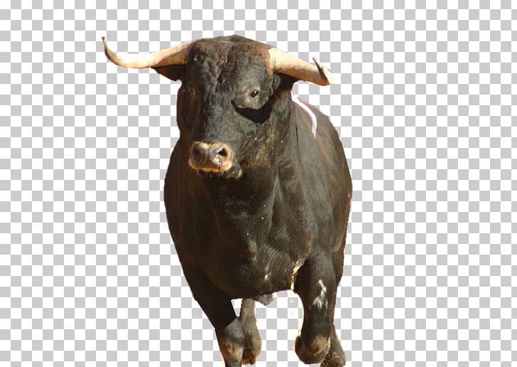 Spanish-style Bullfighting Cattle San Fermín Aranjuez PNG, Clipart, Aranjuez, Bull, Bullfighter, Bullfighting, Cattle Free PNG Download