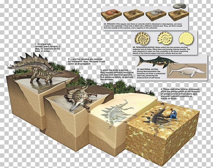 Stegosaurus Dinosaur Fossils Fossilization In Adult Second Language Acquisition PNG, Clipart, 3d Dinosaurs, Angle, Archeology, Box, Cartoon Dinosaur Free PNG Download