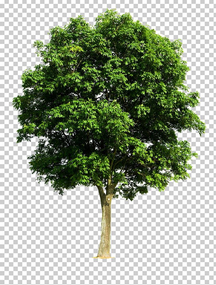 Tree English Walnut Branch Pruning Stock Photography PNG, Clipart, Arborist, Arecaceae, Bath, Branch, Butternut Free PNG Download