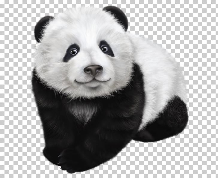 Giant Panda Red Panda Koala PNG, Clipart, Animal, Animals, Baby, Baby Panda, Bear Free PNG Download