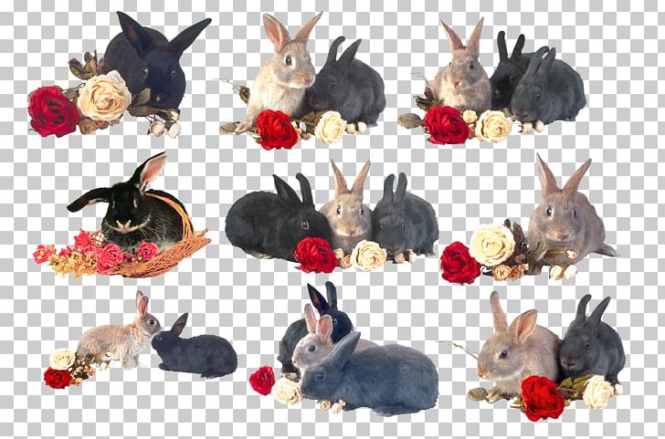Domestic Rabbit Hare European Rabbit PNG, Clipart, Animal, Animals, Domestic Rabbit, European Rabbit, Fauna Free PNG Download