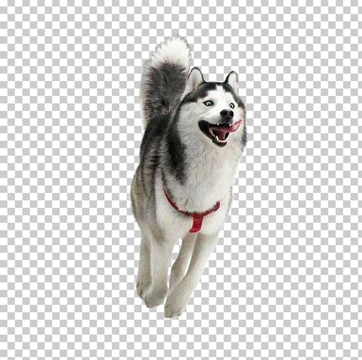 Siberian Husky Happiness Puppy Golden Retriever Smile PNG, Clipart, Alaskan Malamute, Animal, Animals, Breed, Canadian Eskimo Dog Free PNG Download