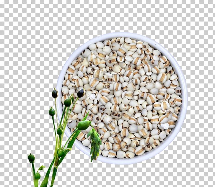 Adlay Food Rice Moisture Seed PNG, Clipart, Barley, Barley Farm, Barley Flour, Barley Splash, Barley Water Color Free PNG Download