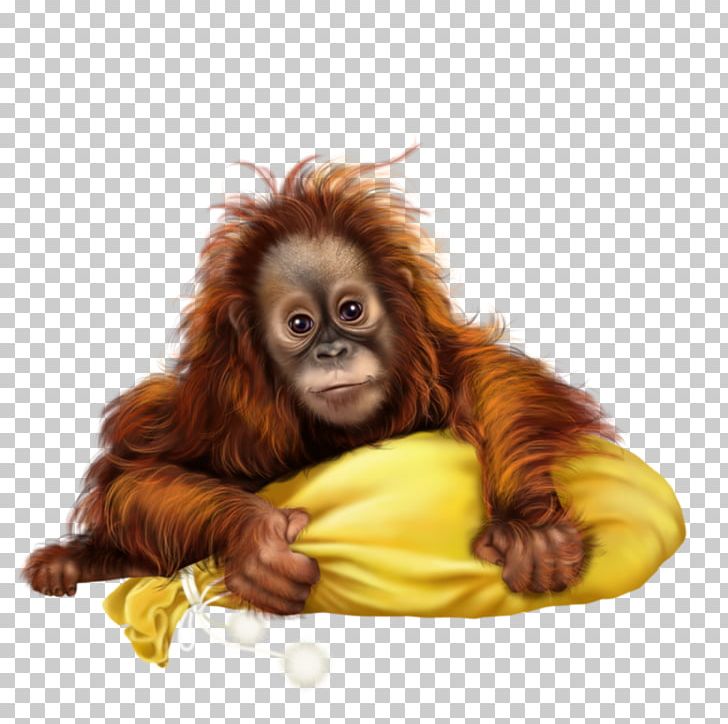 Ape Sumatran Orangutan Baboons Monkey PNG, Clipart, Animal, Animals, Ape, Baboons, Brown Free PNG Download