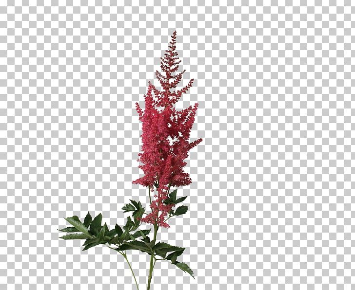 Astilbe Arendsii Group Chinese Astilbe False Buck's Beard Cut Flowers PNG, Clipart,  Free PNG Download