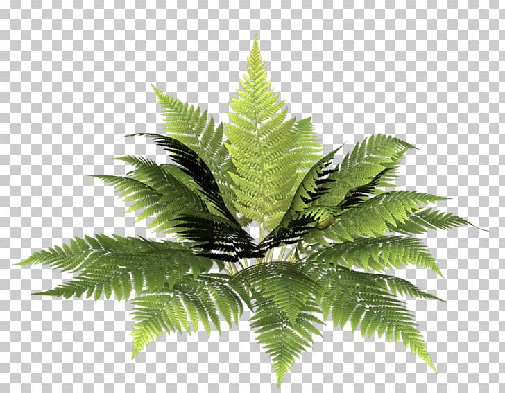Fern Vascular Plant Burknar Leaf PNG, Clipart, Alisa, Arecales, Burknar, Coconut, Computer Icons Free PNG Download