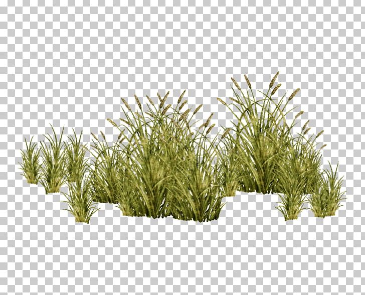 Grasses Tree Plant PNG, Clipart, Aquatic Plants, Chrysopogon Zizanioides, Evergreen, Foxtail, Grass Free PNG Download