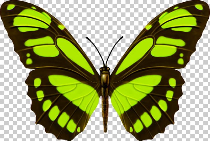 Monarch Butterfly Amazon Rainforest Insect PNG, Clipart, Animal, Animation, Arthropod, Brush Footed Butterfly, Butterflies And Moths Free PNG Download