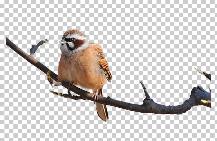 Hummingbird Icon PNG, Clipart, Adobe Illustrator, Animals, Asuka, Beak, Bird Free PNG Download