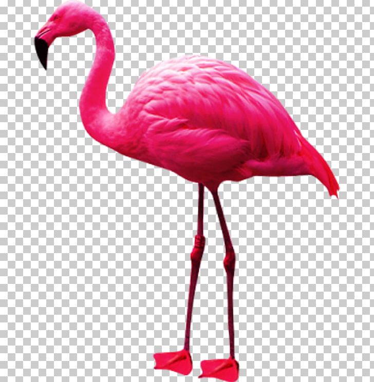 Phoenicopteridae Flamingo PNG, Clipart, Animals, Beak, Bird, Cartoon, Crane Like Bird Free PNG Download