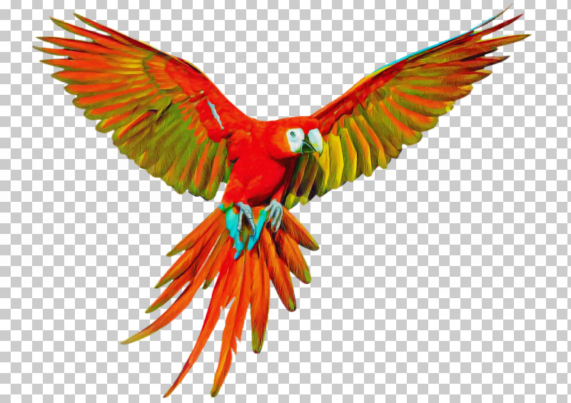 Orange PNG, Clipart, Beak, Bird, Feather, Hummingbird, Lorikeet Free PNG Download
