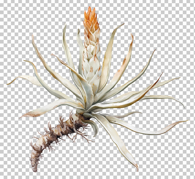 Airplant - Unique Desert Plant Illustration PNG