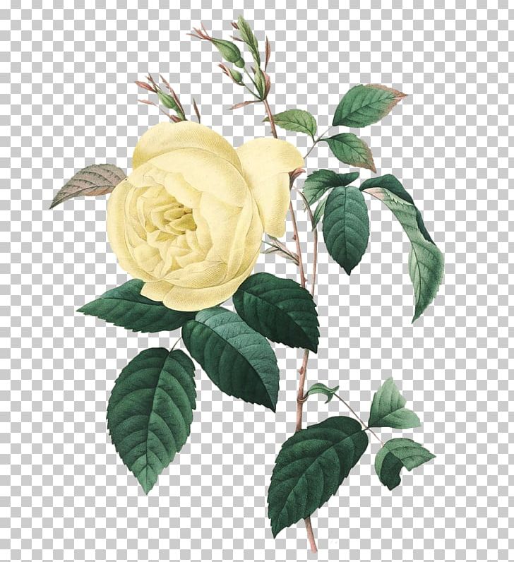 Botany Botanical Illustration Drawing Art PNG, Clipart, Art, Branch, Damask Rose, Floral Design, Flower Free PNG Download