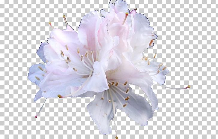 Cut Flowers Azalea Petal Flower Bouquet PNG, Clipart, Azalea, Blossom, Cut Flowers, Diphylleia, Flower Free PNG Download