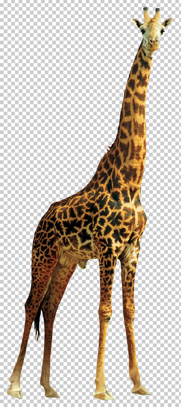 Northern Giraffe Transparency And Translucency Animal PNG, Clipart, Animal, Animal Figure, Animals, Fauna, Giraffe Free PNG Download