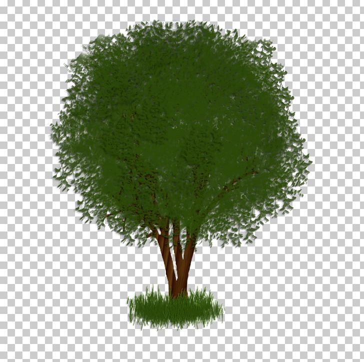 Tree Shrub Plant Herb Branching PNG, Clipart, Atm, Branch, Branching, Grass, Herb Free PNG Download