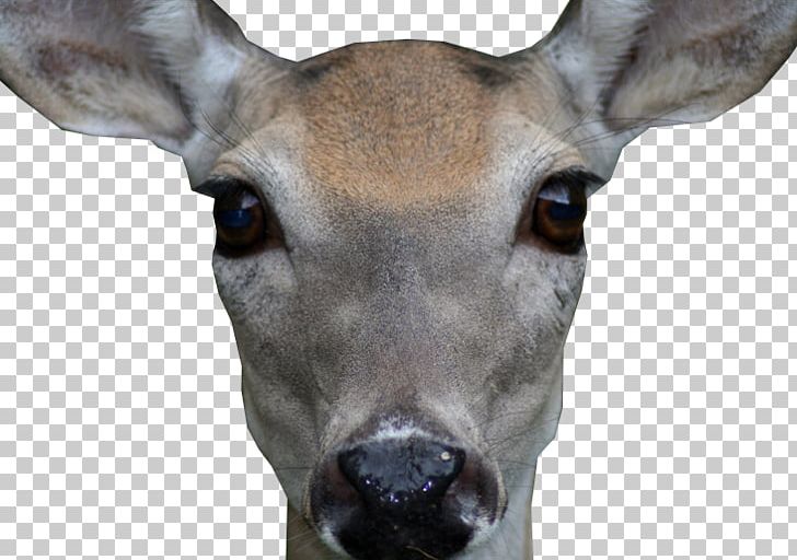White-tailed Deer Antler Snout Face PNG, Clipart, Animal, Animals, Antler, Deer, Face Free PNG Download