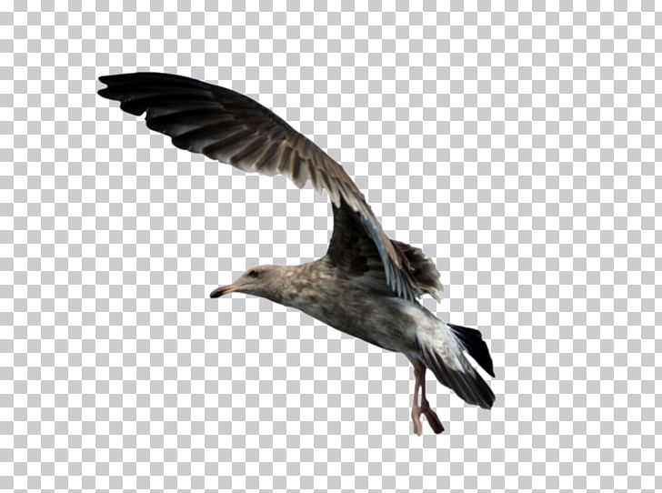 Gulls Shorebirds European Herring Gull PNG, Clipart, American Herring Gull, Animals, Beak, Bird, Charadriiformes Free PNG Download