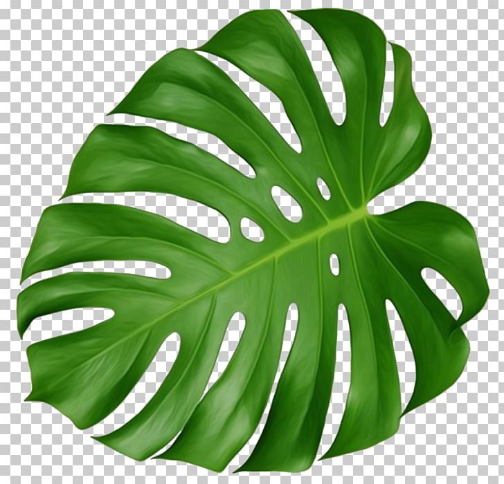 Leaf Swiss Cheese Plant Tropics PNG, Clipart, Areca Palm, Botany, Clip Art, Color, Flower Free PNG Download