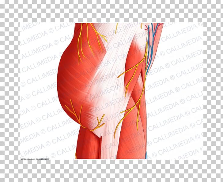 Muscles Of The Hip Anatomy Human Body PNG, Clipart, Abdomen, Anatomy, Arm, Biceps Femoris Muscle, Blood Vessel Free PNG Download