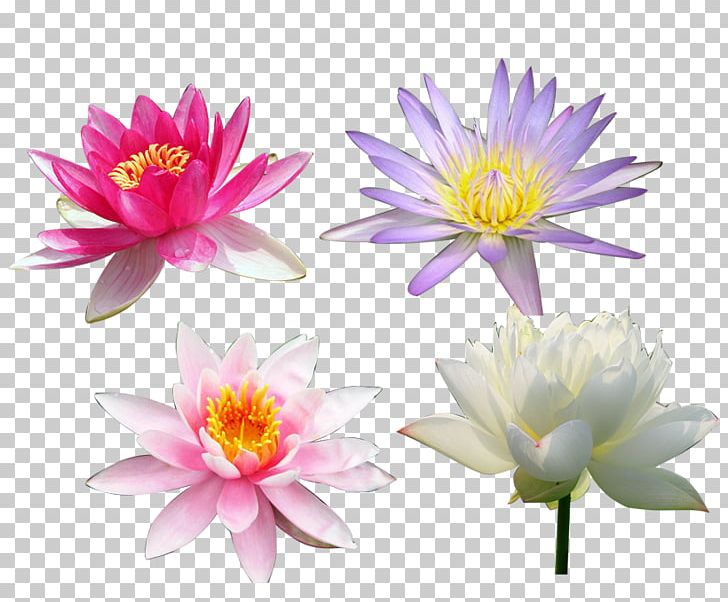 Nelumbo Nucifera Computer File PNG, Clipart, Annual Plant, Aquatic Plant, Computer Software, Download, Flora Free PNG Download
