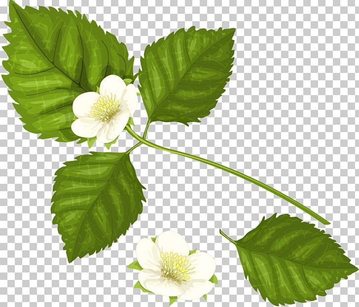 Raspberry PNG, Clipart, Branch, Flower, Flower Bouquet, Flower Pattern, Flowers Free PNG Download