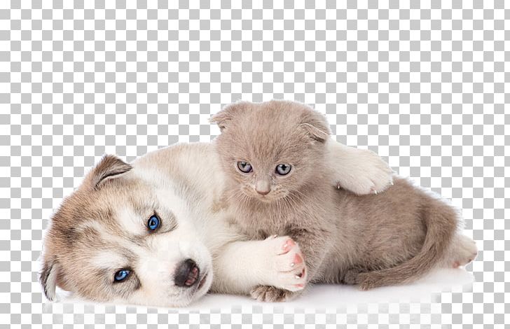 Siberian Husky Kitten Cat Puppy PNG, Clipart, Animals, Carnivoran, Cat Like Mammal, Cats, Companion Dog Free PNG Download
