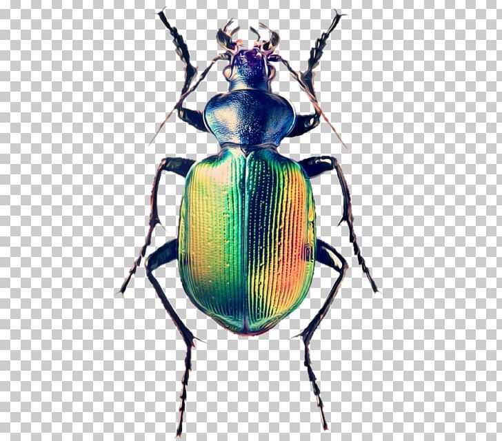 Weevil Scarabs Beetle Calosoma Sycophanta Fiery Searcher PNG, Clipart, Animals, Arthropod, Beetle, Beetle Bug, Cummy Free PNG Download