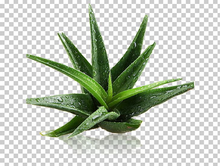Aloe Vera Plant Gel Sunburn Cream PNG, Clipart, Aloe, Aloe Vera, Burn, Cream, Disease Free PNG Download