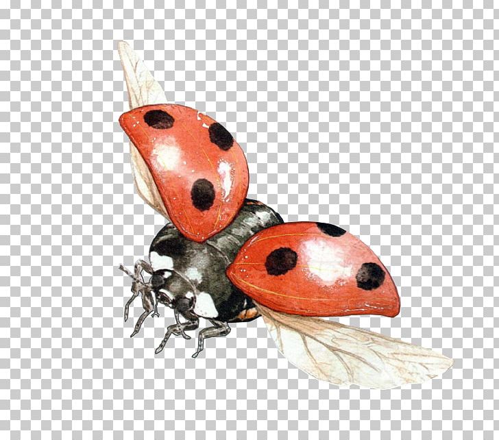 Ladybird Beetle Portable Network Graphics Transparency PNG, Clipart, 3d Computer Graphics, Animals, Arthropod, Beetle, Clipping Path Free PNG Download