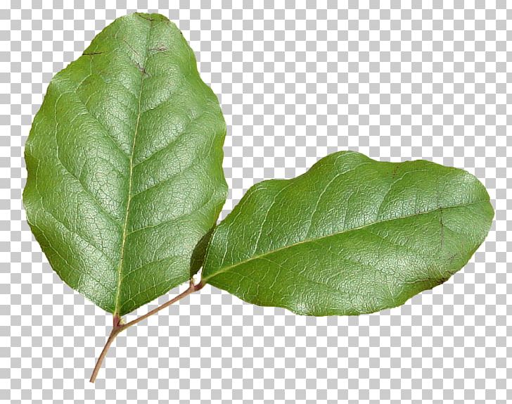 Leaf Plant Stem PNG, Clipart, Akismet, Blog, Computer Icons, Green Leaves, Herb Free PNG Download