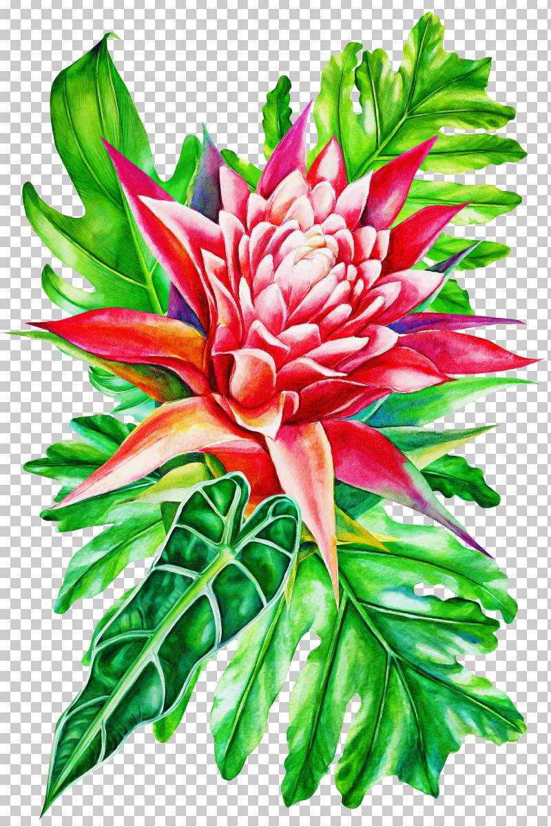 Flower Plant Protea Red Ginger Petal PNG, Clipart, Cut Flowers, Flower, Petal, Plant, Protea Free PNG Download