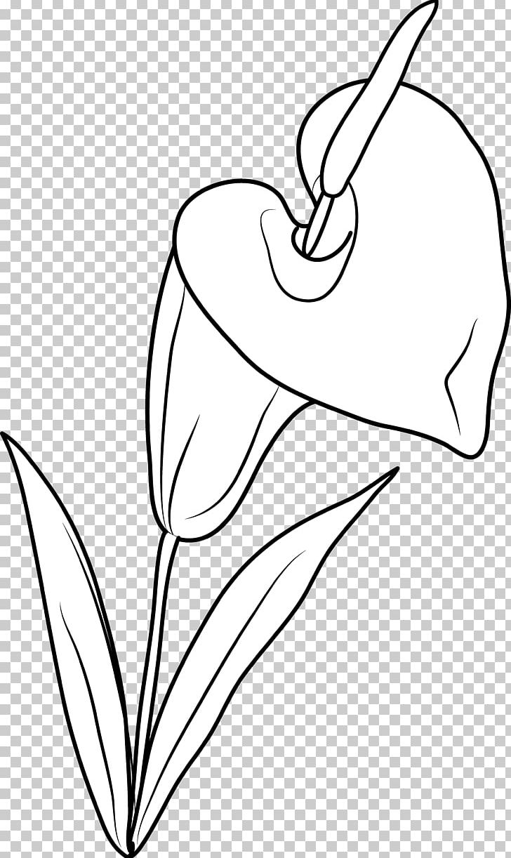 Arum-lily Drawing Flower PNG, Clipart, Angle, Arm, Art, Artwork, Beak Free PNG Download