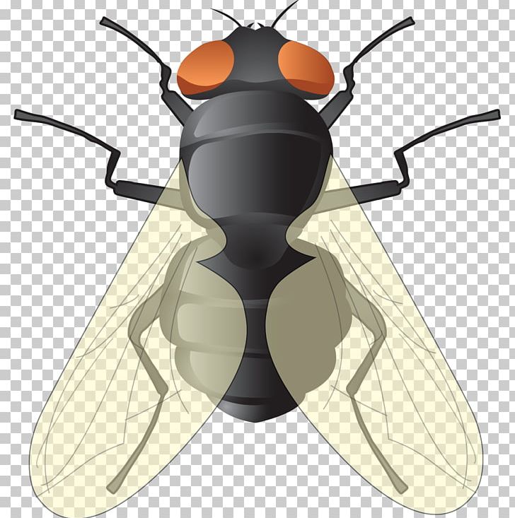 Fly Adobe Illustrator Euclidean PNG, Clipart, Animals, Art, Arthropod, Butter Flies, Dragon Flies Free PNG Download