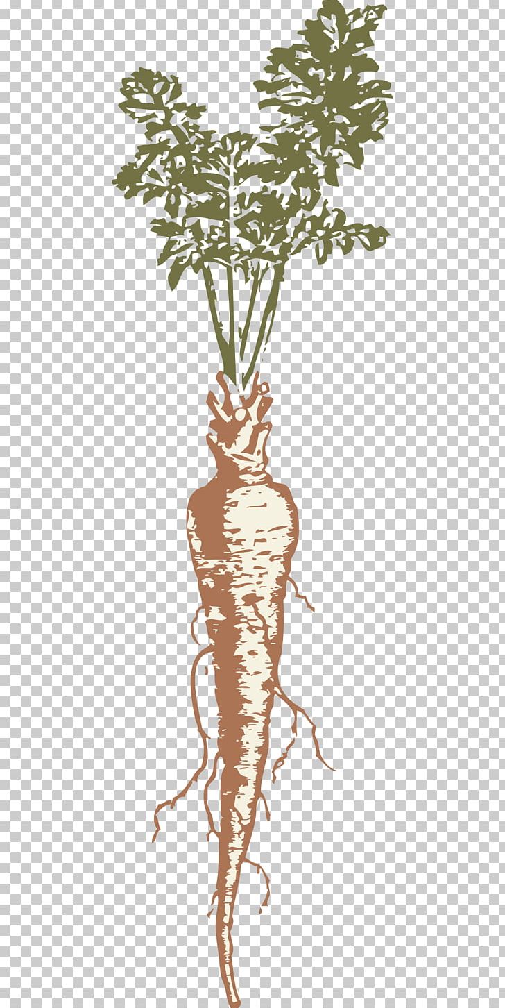 Parsnip Drawing PNG, Clipart, Branch, Download, Drawing, Flora, Flowering Plant Free PNG Download