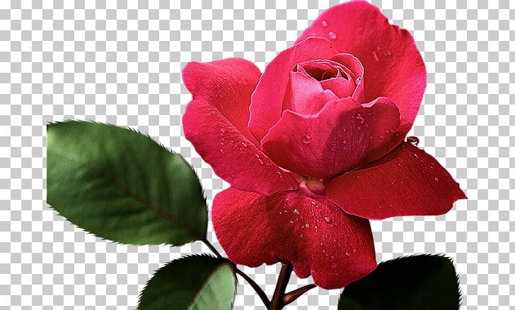 Rose Painting Red Pink Color PNG, Clipart, Ask Gulleri, China Rose, Color, Floribunda, Flower Free PNG Download