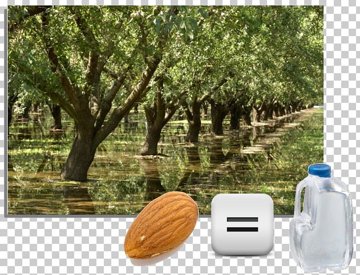 Almond California Tree Irrigation Water PNG, Clipart, Agriculture, Almond, California, Crop, Crop Rotation Free PNG Download