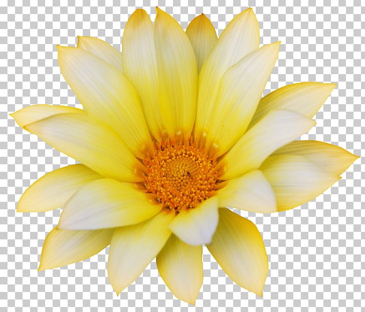 Flower Getty S Stock Photography PNG, Clipart, Daisy Family, Floristry, Flower, Flowering Plant, Flowers Free PNG Download