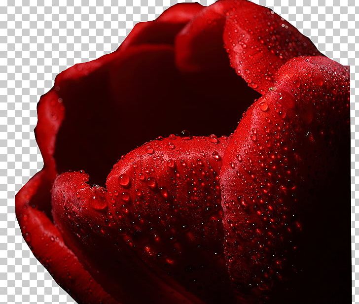 Garden Roses Beach Rose Petal 千図網 PNG, Clipart, Beach Rose, Closeup, Closeup, Flower, Garden Free PNG Download