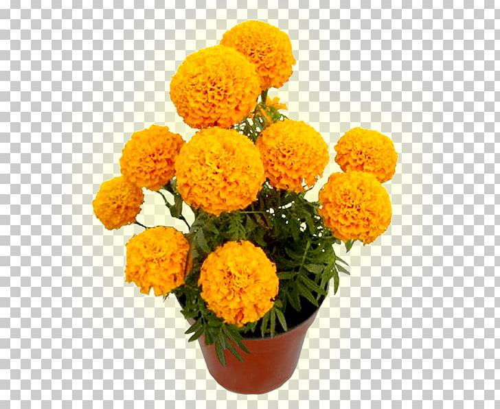 Mexican Marigold Flower Cadaver Seed Calendula Officinalis PNG, Clipart, Brazil, Cadaver, Calendula Officinalis, Carnation, Cut Flowers Free PNG Download