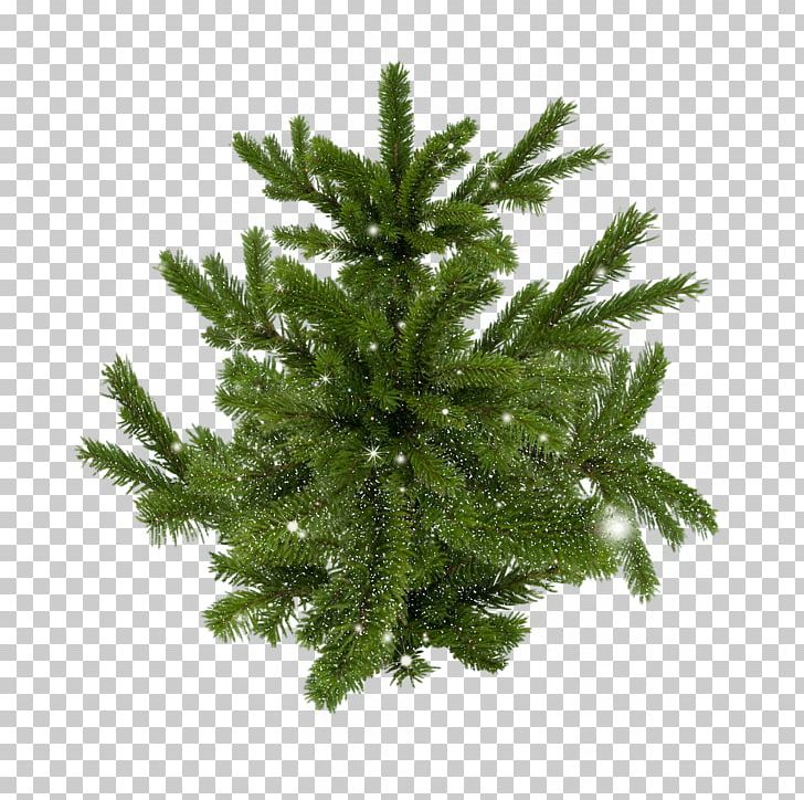 Spruce Pine Christmas Tree PNG, Clipart, Branch, Christmas, Christmas Ornament, Christmas Tree, Conifer Free PNG Download