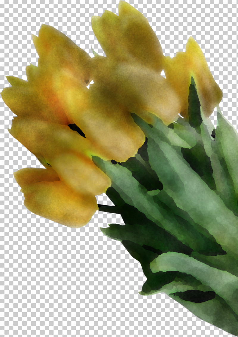 Flower Plant Yellow Gladiolus PNG, Clipart, Flower, Gladiolus, Plant, Yellow Free PNG Download