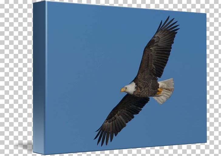 Bald Eagle Buzzard Hawk Stock Photography PNG, Clipart, Accipitriformes, Animals, Bald Eagle, Beak, Bird Free PNG Download