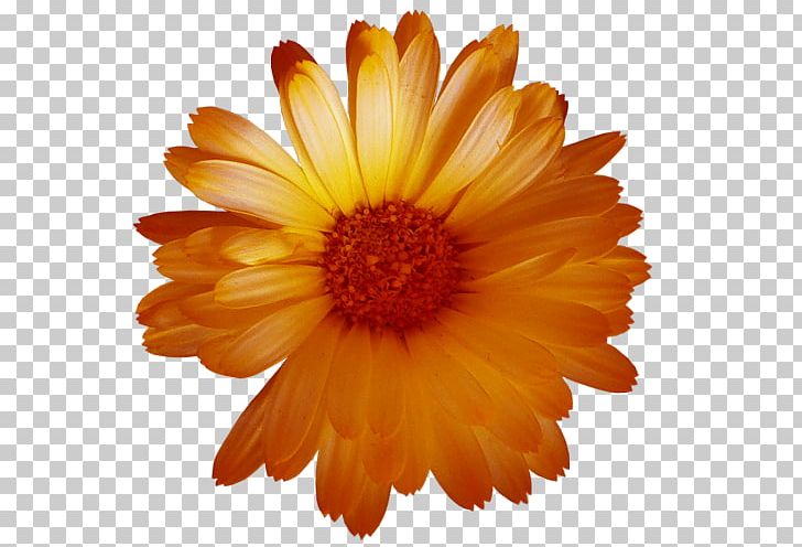 Flower Petal PNG, Clipart, Annual Plant, Astrological Sign, Calendula, Chrysanthemum, Chrysanths Free PNG Download