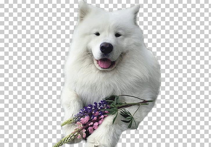 Samoyed Dog Dog Breed American Eskimo Dog Akita Japanese Spitz PNG, Clipart, Akita, Carnivoran, Companion Dog, Dog Breed, Dog Breed Group Free PNG Download