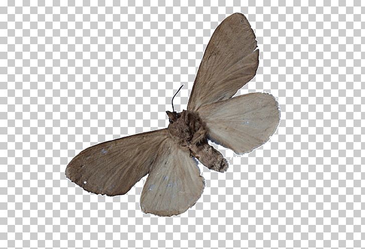 Silkworm Butterfly Moth Insect Pheromone PNG, Clipart, Arthropod, Bombycidae, Butterflies And Moths, Butterfly, Caterpillar Free PNG Download