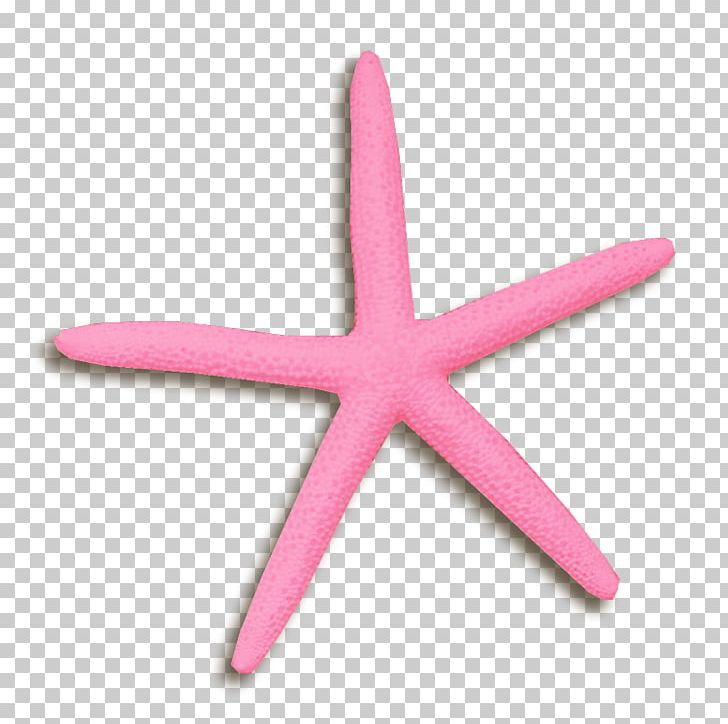 Starfish PNG, Clipart, Animals, Aquatic, Aquatic Product, Beautiful Starfish, Cartoon Starfish Free PNG Download